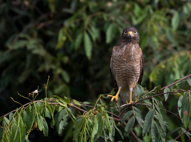 Roadside Hawk