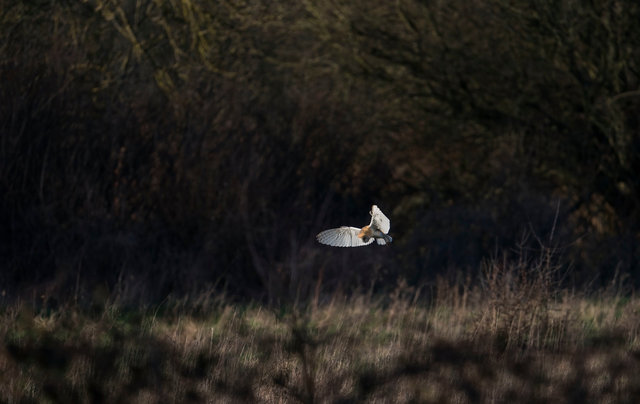Barn Owl