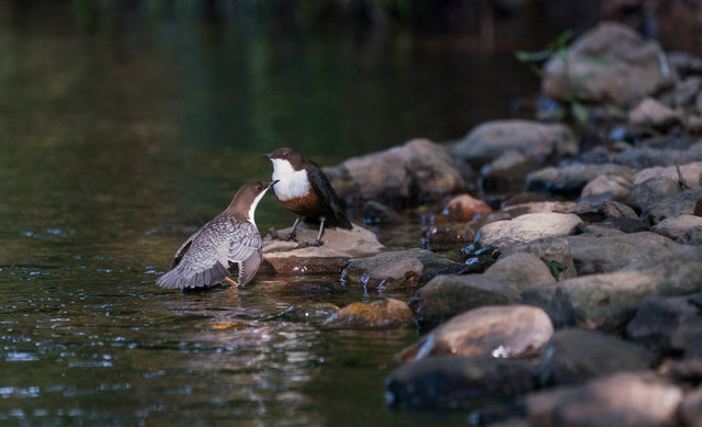 Dippers