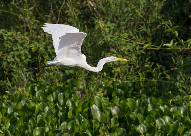 Great Egret