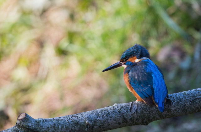 Kingfisher