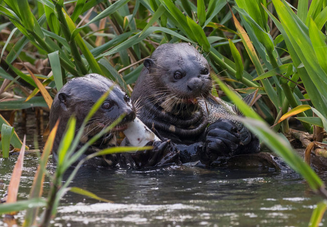 Giant River Otters