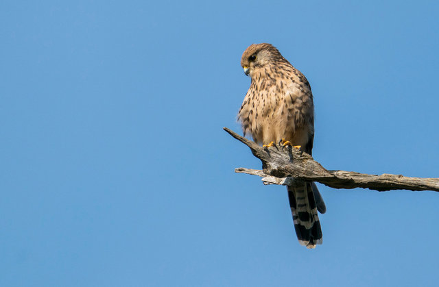 Kestrel