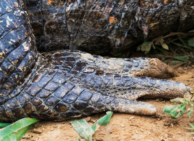 Yacare Caiman