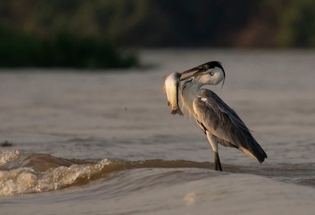 White-necked Heron