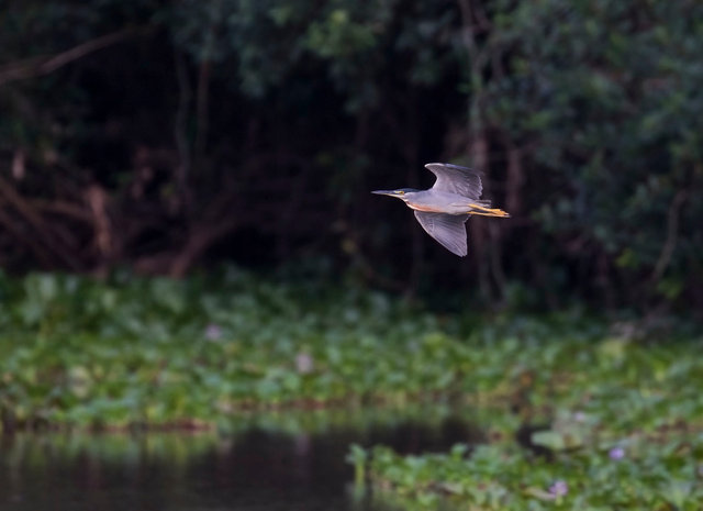 Striated Heron