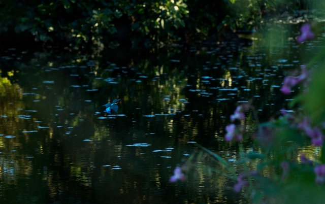 Kingfisher