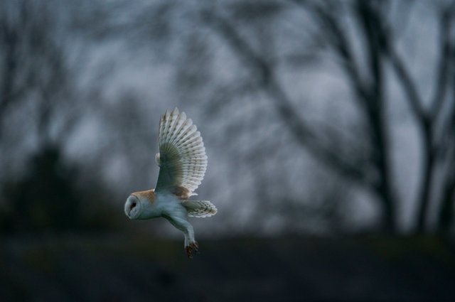 Barn Owl