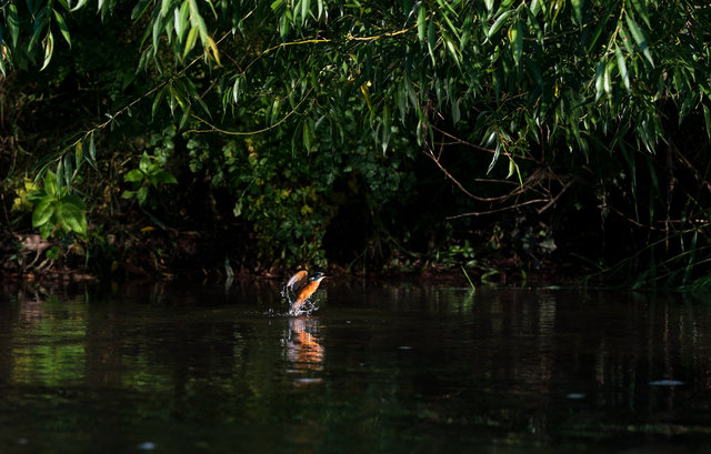 Kingfisher