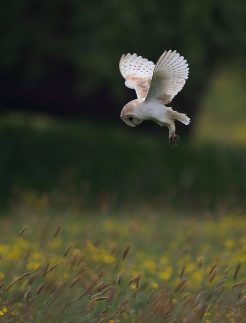 Barn Owl