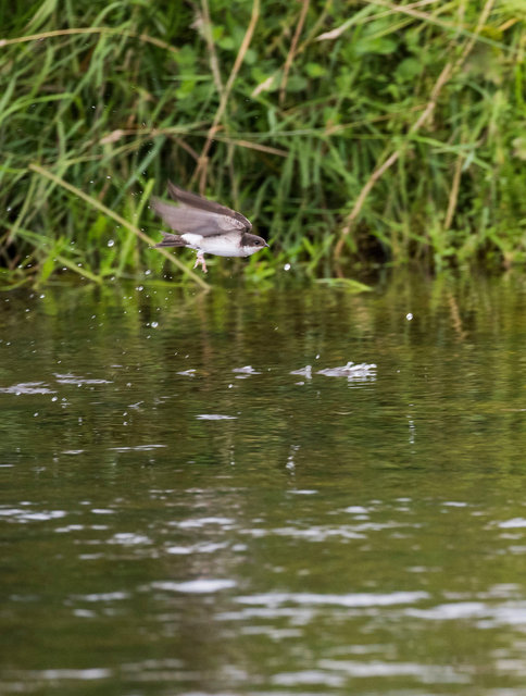 Young House Martin
