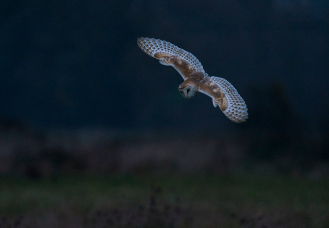 Barn Owl