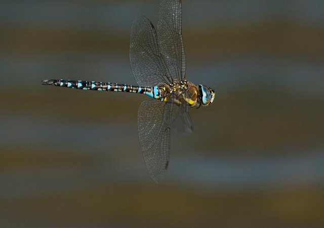 Southern hawker dragonfly