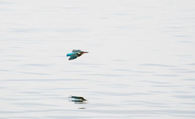 Kingfisher