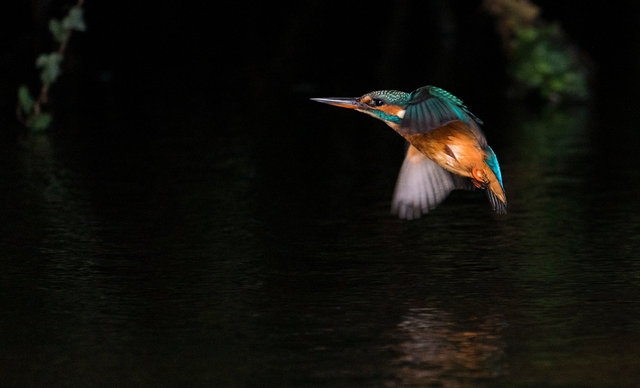 Kingfisher