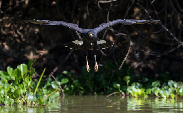 Great Black Hawk