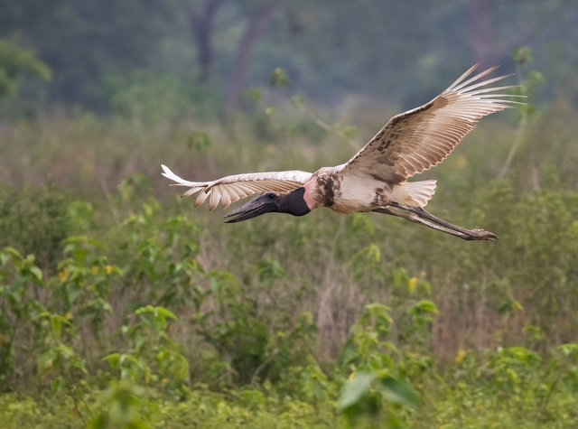 Jabiru