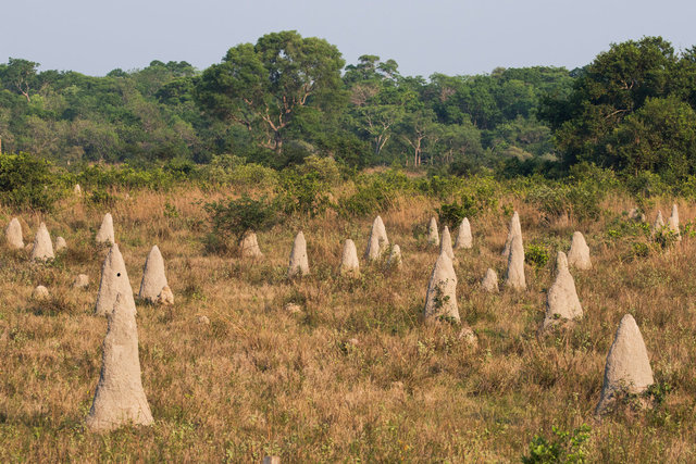 Termite mounds