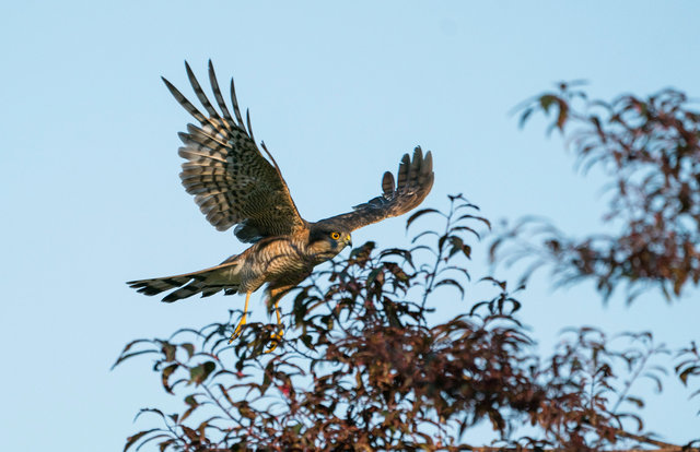 Sparrowhawk