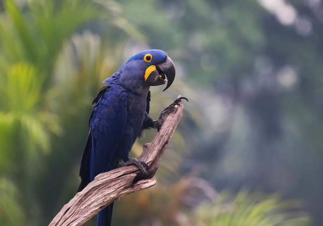 Hyacinth Macaw
