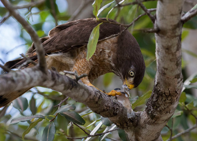 Roadside Hawk