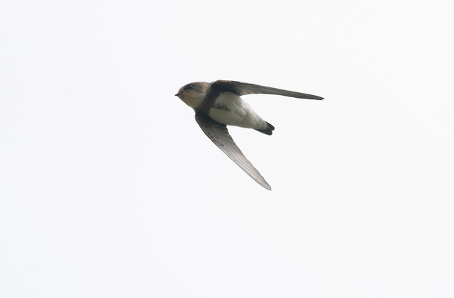 Sand Martin