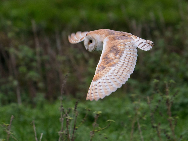 Barn Owl