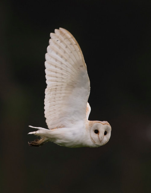 Barn Owl