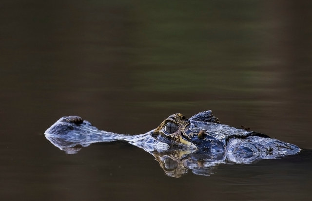 Yacare Caiman