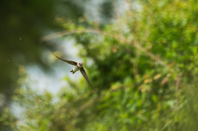 Sand Martin