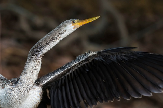 Anhinga