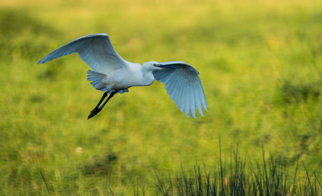 Little egret