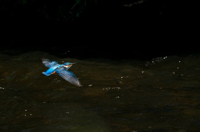 Kingfisher