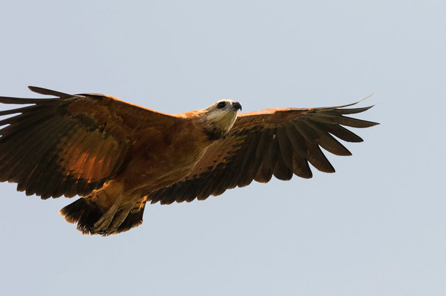 Black-collared Hawk