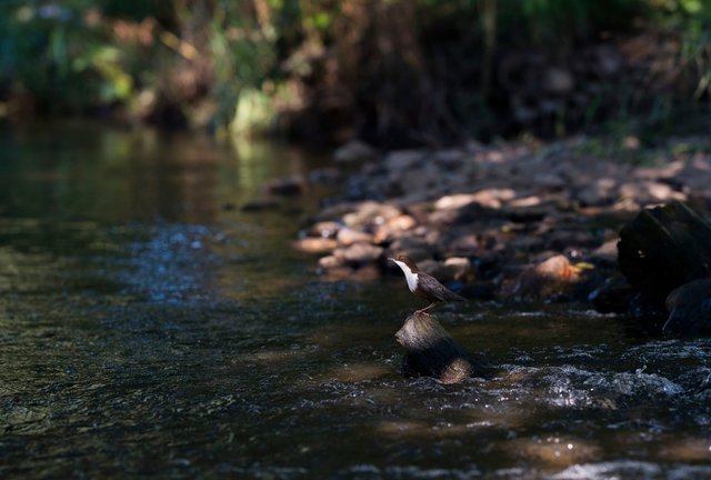 Dipper