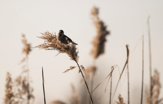 Reed Bunting