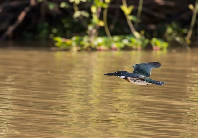 Amazon Kingfisher