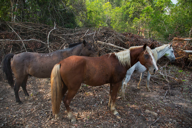 Horses