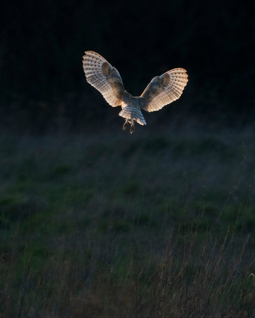 Barn Owl