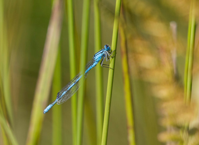 Common blue damselfly