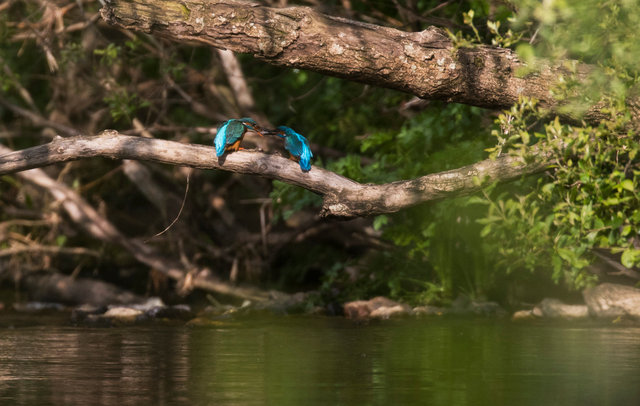 Kingfishers courtship feeding. Female (left) accepting fish from male.