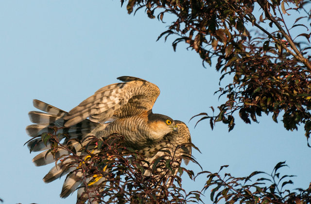 Sparrowhawk