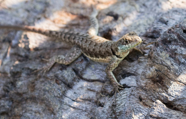 Lizard