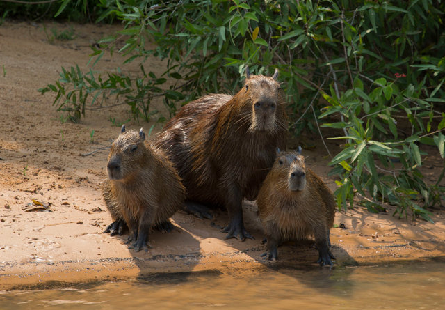 Capybara