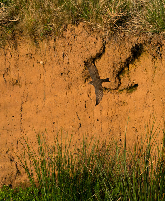 Sand Martin
