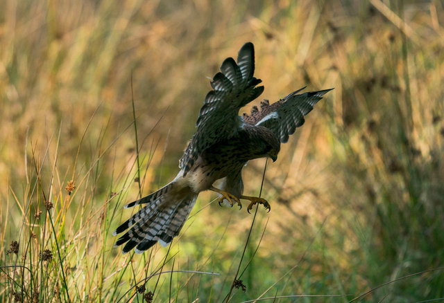 Kestrel