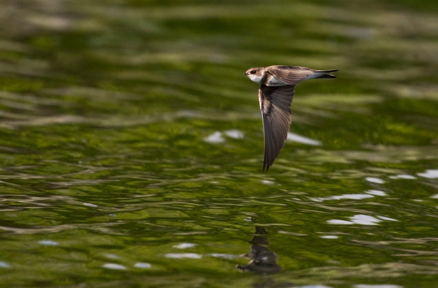 Sand Martin