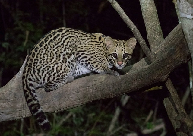 Ocelot