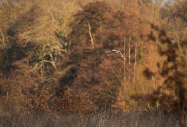Barn Owl