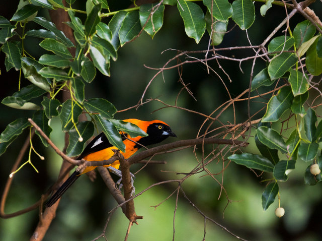 Orange-backed Troupial